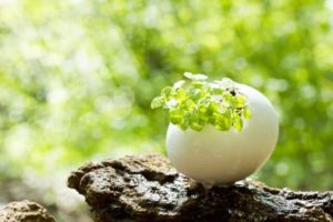 人形,供養,無料